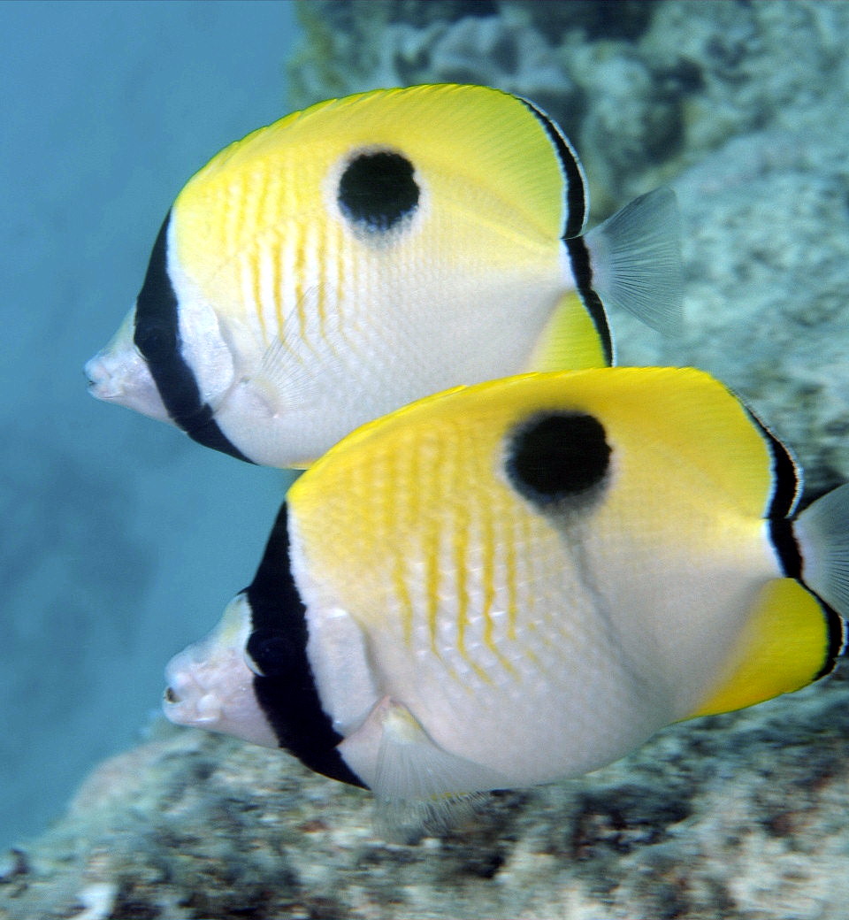 ภาพ ปลาผีเสื้อหยาดน้ำตา (Chaetodon unimaculatus)