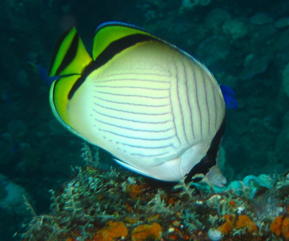 ภาพ ปลาผีเสื้อลายเฉียง (Chaetodon vagabundus)