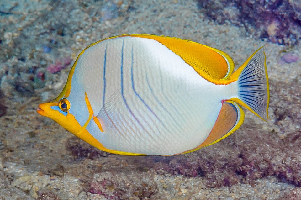 ภาพ ปลาผีเสื้อ xanthocephalus (Chaetodon xanthocephalus)