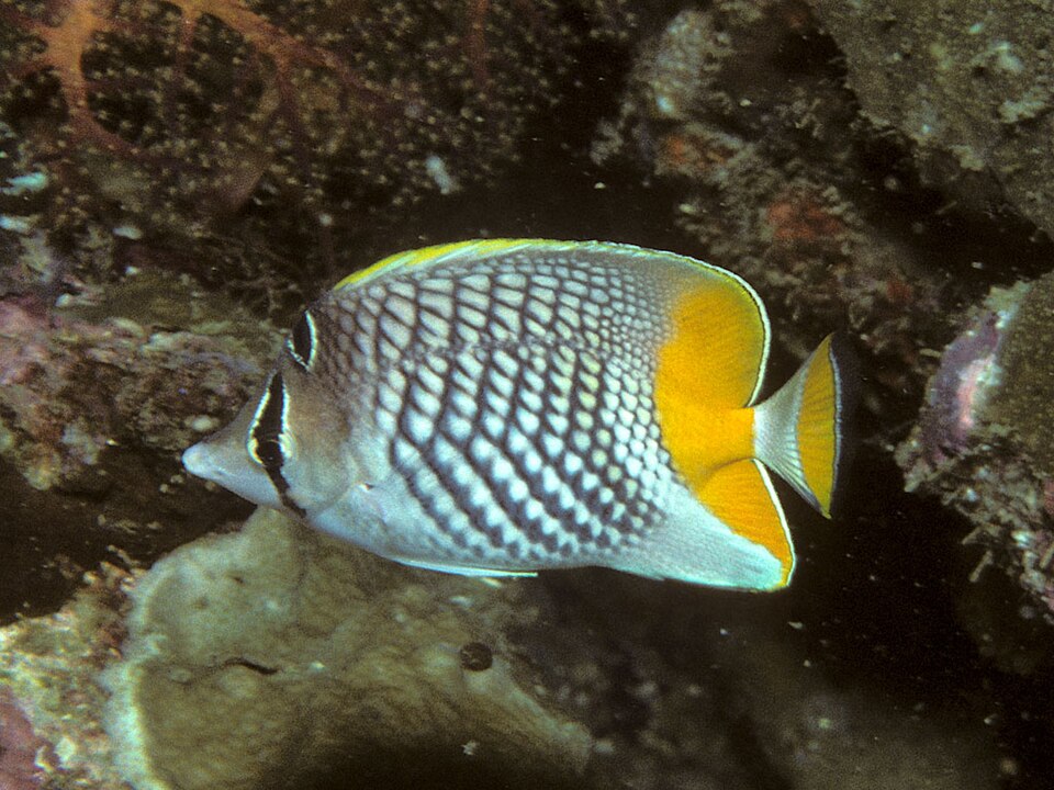 ภาพ ปลาผีเสื้อ xanthurus (Chaetodon xanthurus)