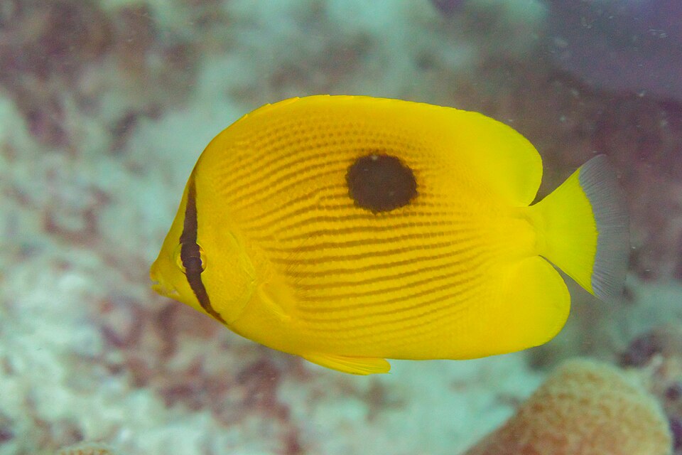 ภาพ ปลาผีเสื้อ zanzibarensis (Chaetodon zanzibarensis)