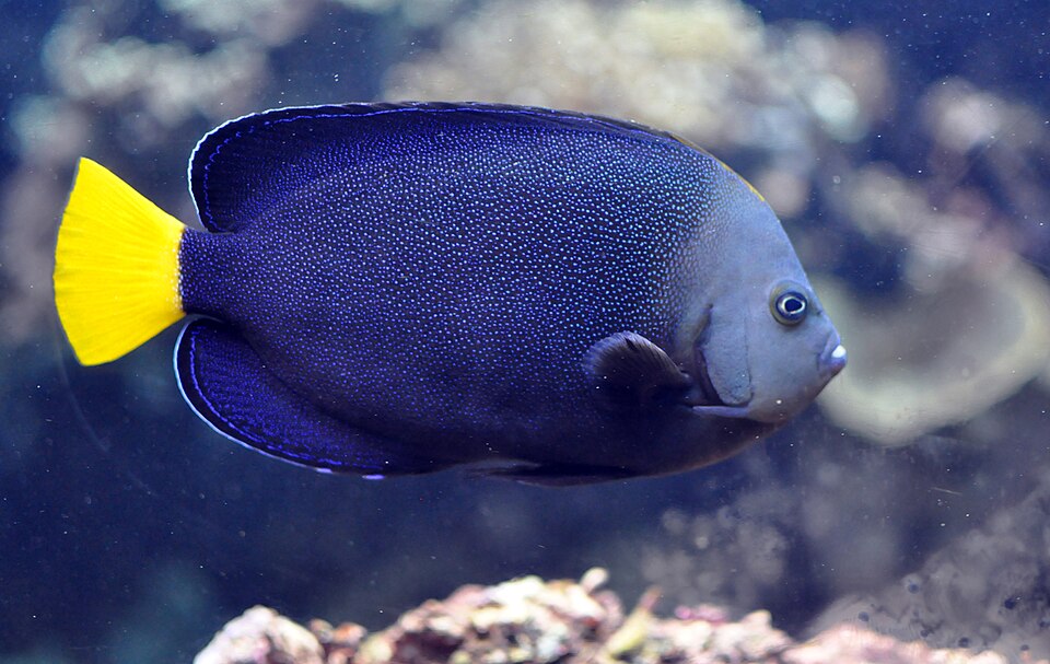 ภาพ ปลาสินสมุทรน้ำเงินลายจุด (Chaetodontoplus caeruleopunctatus)