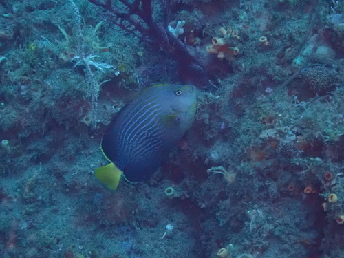 ภาพ ปลาสินสมุทร cephalareticulatus (Chaetodontoplus cephalareticulatus)