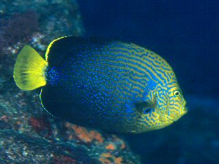 ภาพ ปลาสินสมุทรน้ำเงิน (Chaetodontoplus chrysocephalus)