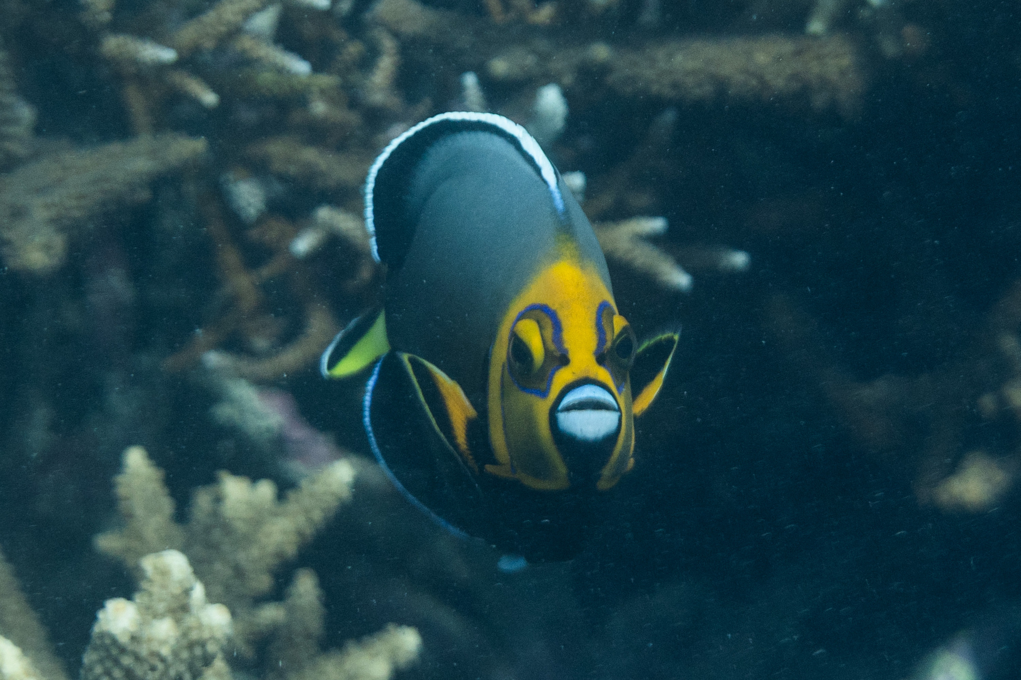 ภาพ ปลาสินสมุทร conspicillatus (Chaetodontoplus conspicillatus)