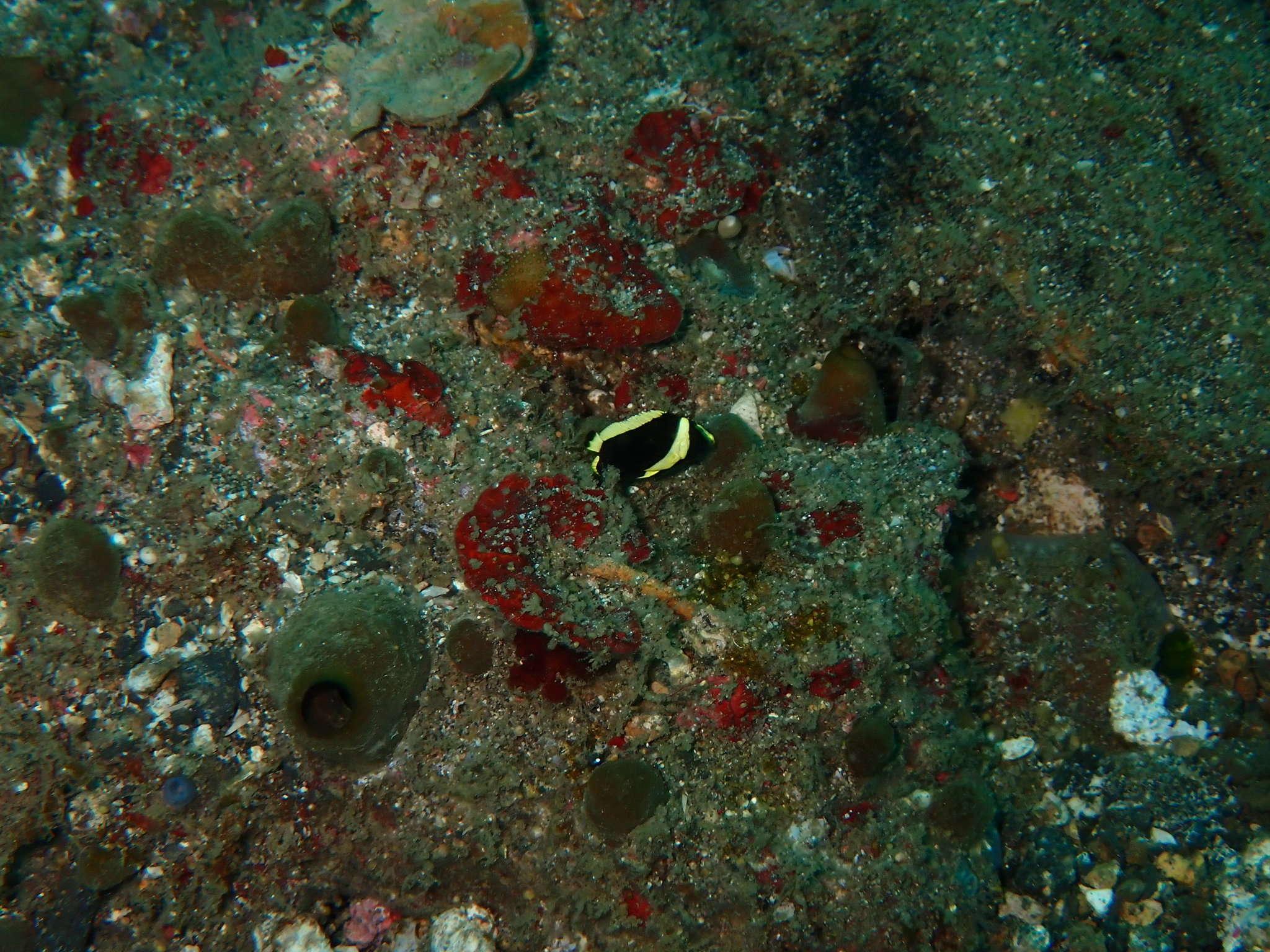 ภาพ ปลาสินสมุทร dimidiatus (Chaetodontoplus dimidiatus)