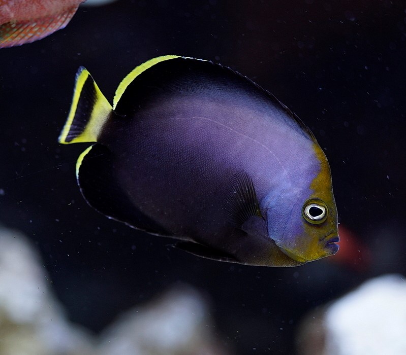 ภาพ ปลาสินสมุทรดำ (Chaetodontoplus melanosoma)