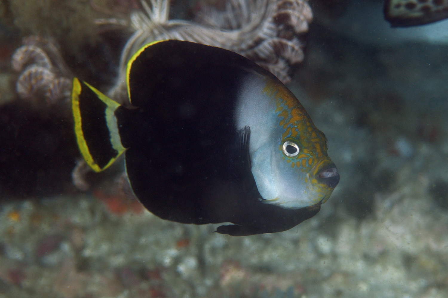 ภาพ ปลาสินสมุทร vanderloosi (Chaetodontoplus vanderloosi)