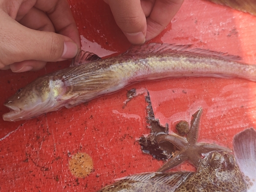 ภาพ ปลาบู่บู่ (Chaeturichthys jeoni)