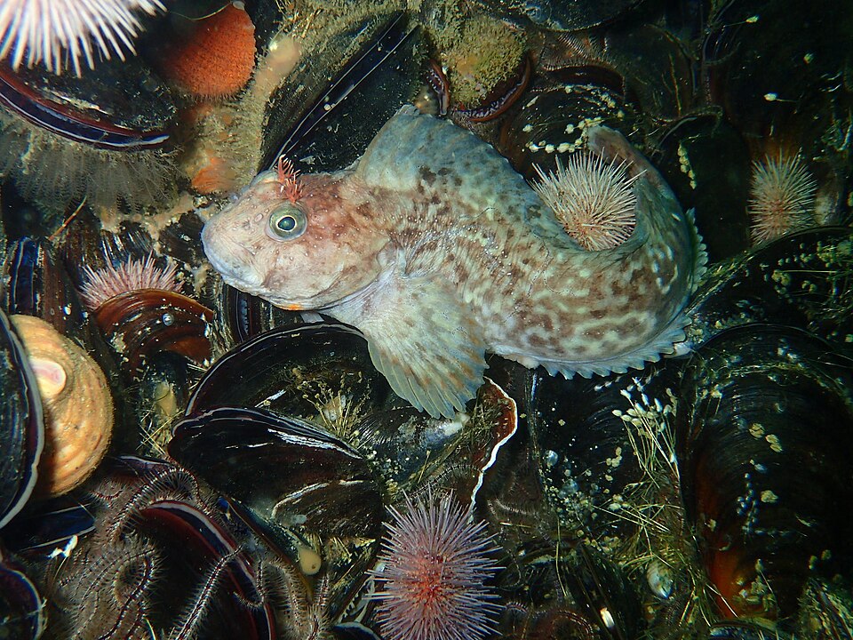 ภาพ ปลาตั๊กแตนหินตั๊กแตนหิน (Chalaroderma capito)