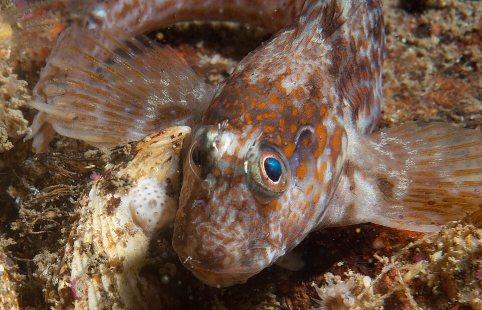 ภาพ ปลาตั๊กแตนหินสองตั๊กแตนหิน (Chalaroderma ocellata)