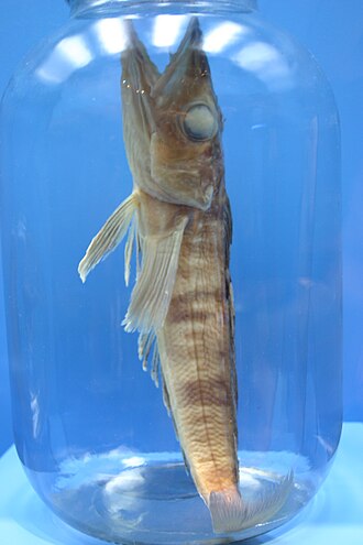ภาพ ปลา gunnari (Champsocephalus gunnari)