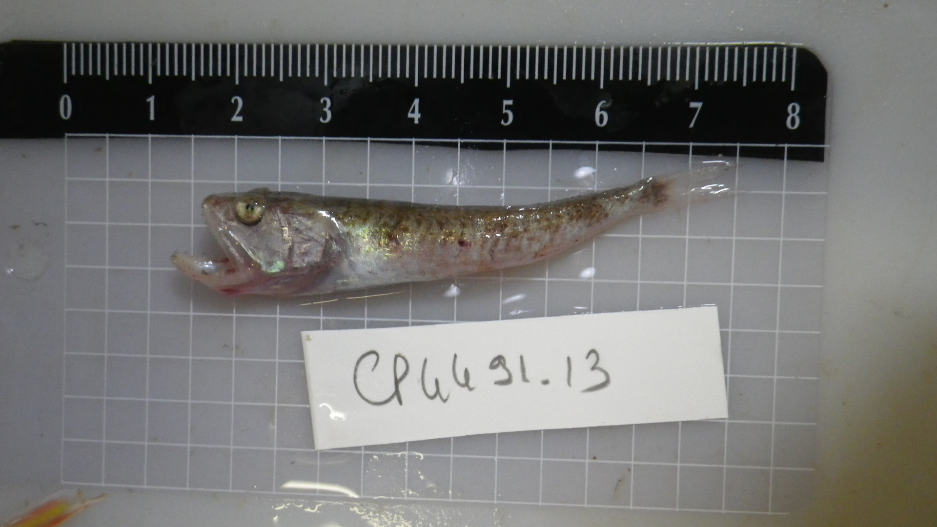 ภาพ ปลา longipinnis (Champsodon longipinnis)