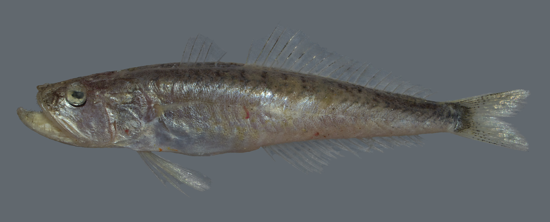 ภาพ ปลา nudivittis (Champsodon nudivittis)