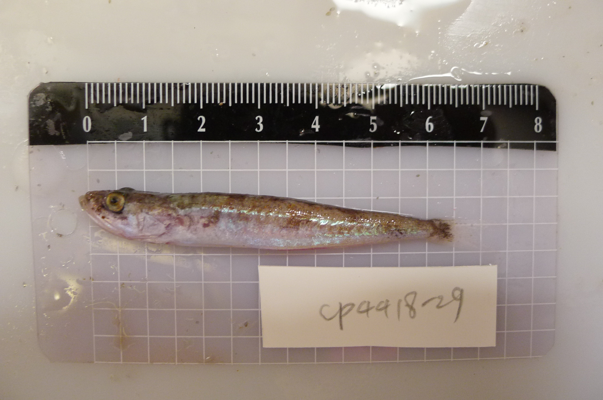 ภาพ ปลา pantolepis (Champsodon pantolepis)