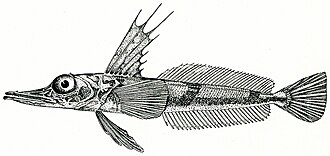 ภาพ ปลา irinae (Channichthys irinae)