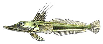 ภาพ ปลา mithridatis (Channichthys mithridatis)