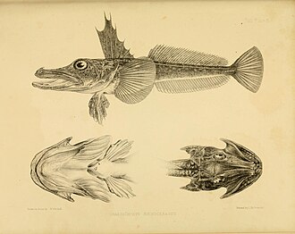 ภาพ ปลา rhinoceratus (Channichthys rhinoceratus)