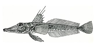 ภาพ ปลา richardsoni (Channichthys richardsoni)
