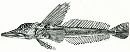 ภาพ ปลา rugosus (Channichthys rugosus)