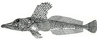 ภาพ ปลา velifer (Channichthys velifer)