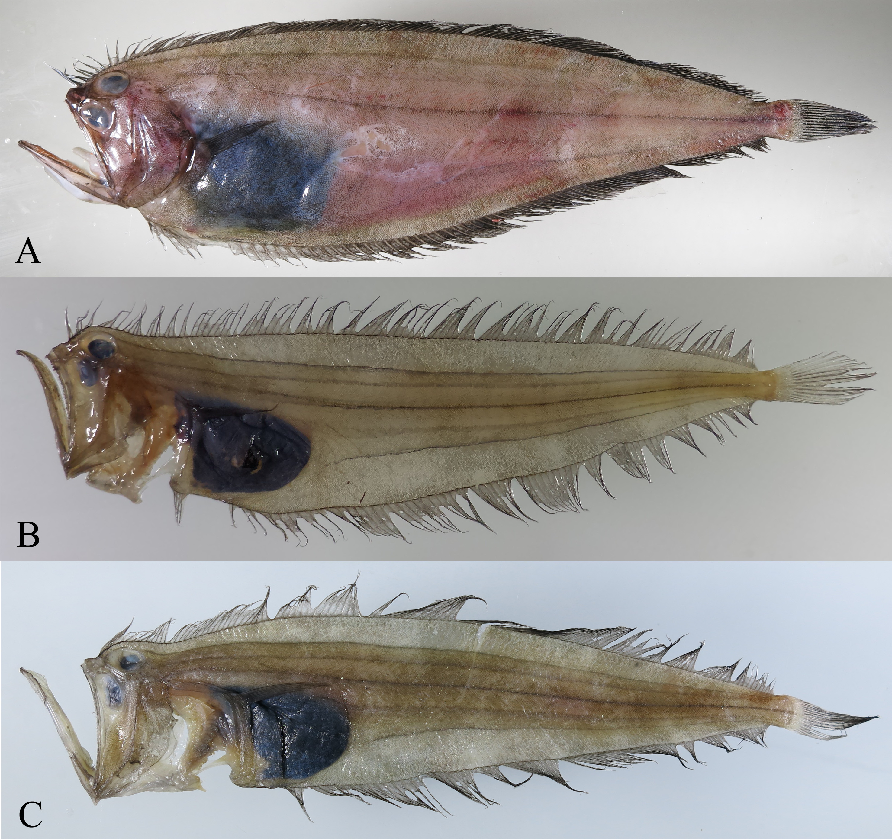 ภาพ ปลา lugubris (Chascanopsetta lugubris)
