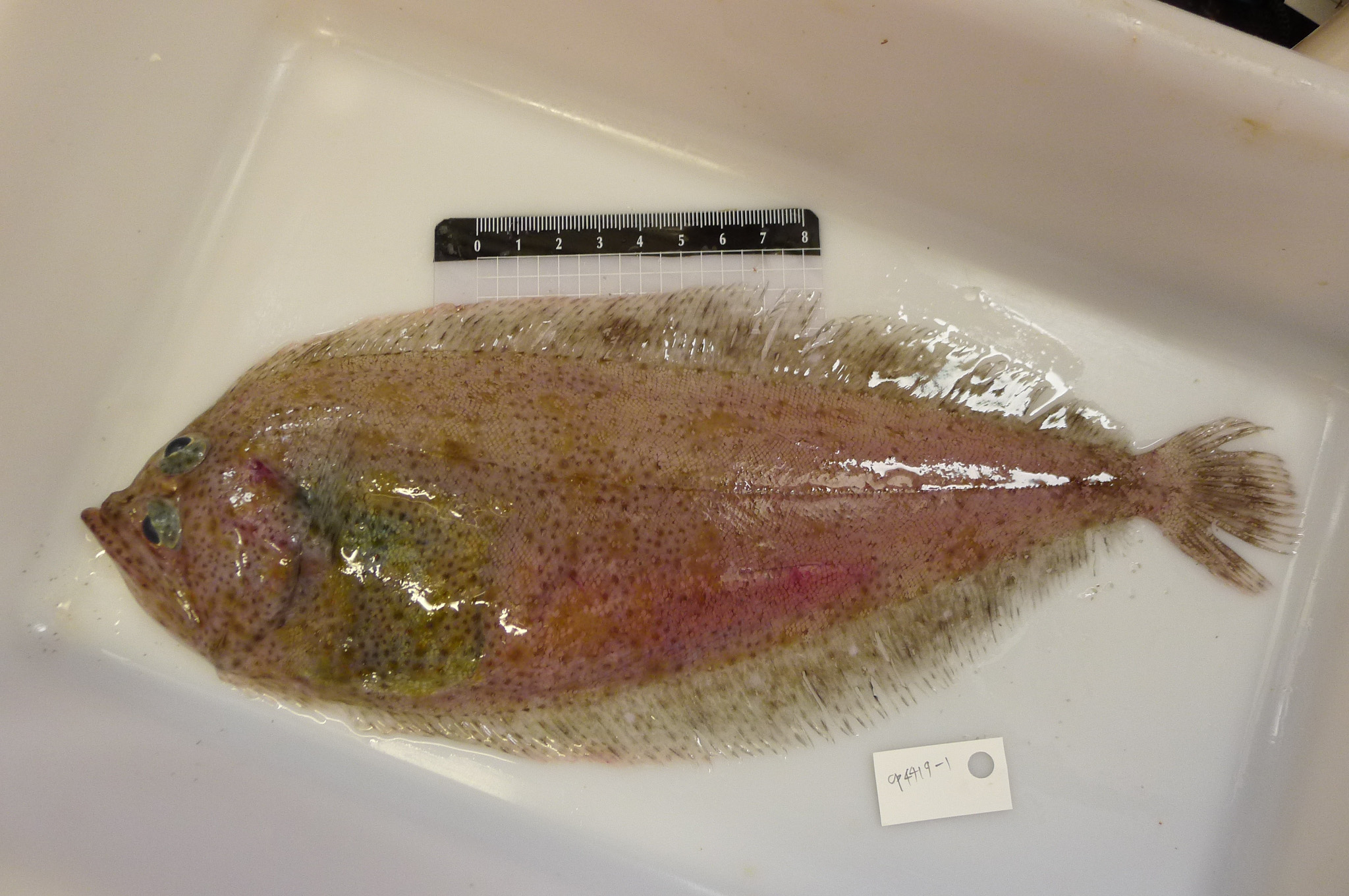 ภาพ ปลา novaeguineae (Chascanopsetta novaeguineae)