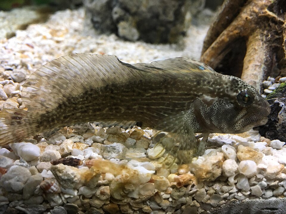 ภาพ ปลาตั๊กแตนหินลายเส้นตั๊กแตนหิน (Chasmodes bosquianus)