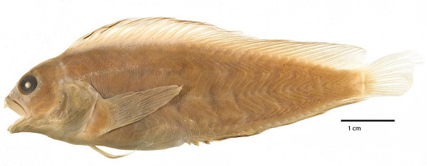 ภาพ ปลาตั๊กแตนหินตั๊กแตนหิน (Chasmodes saburrae)