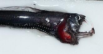 ภาพ ปลา macouni (Chauliodus macouni)