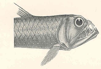 ภาพ ปลา pammelas (Chauliodus pammelas)