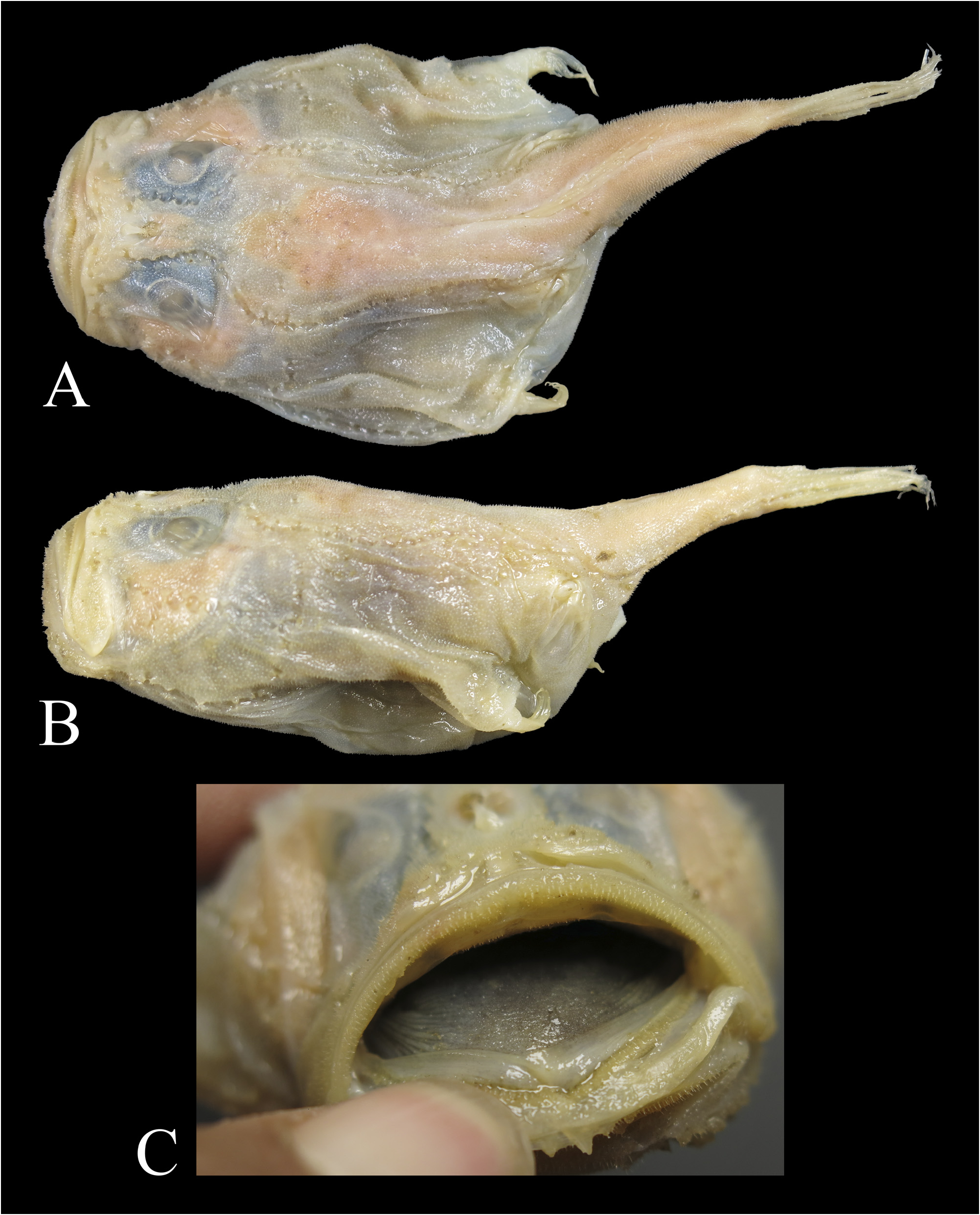 ภาพ ปลา albatrossae (Chaunax albatrossae)