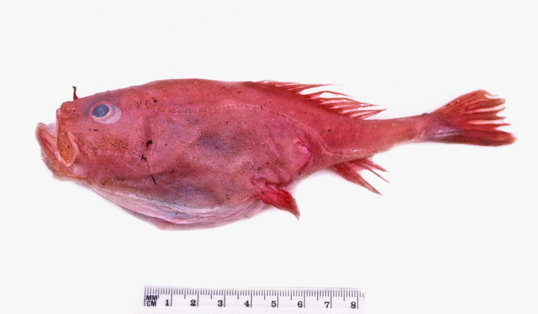 ภาพ ปลา apus (Chaunax apus)