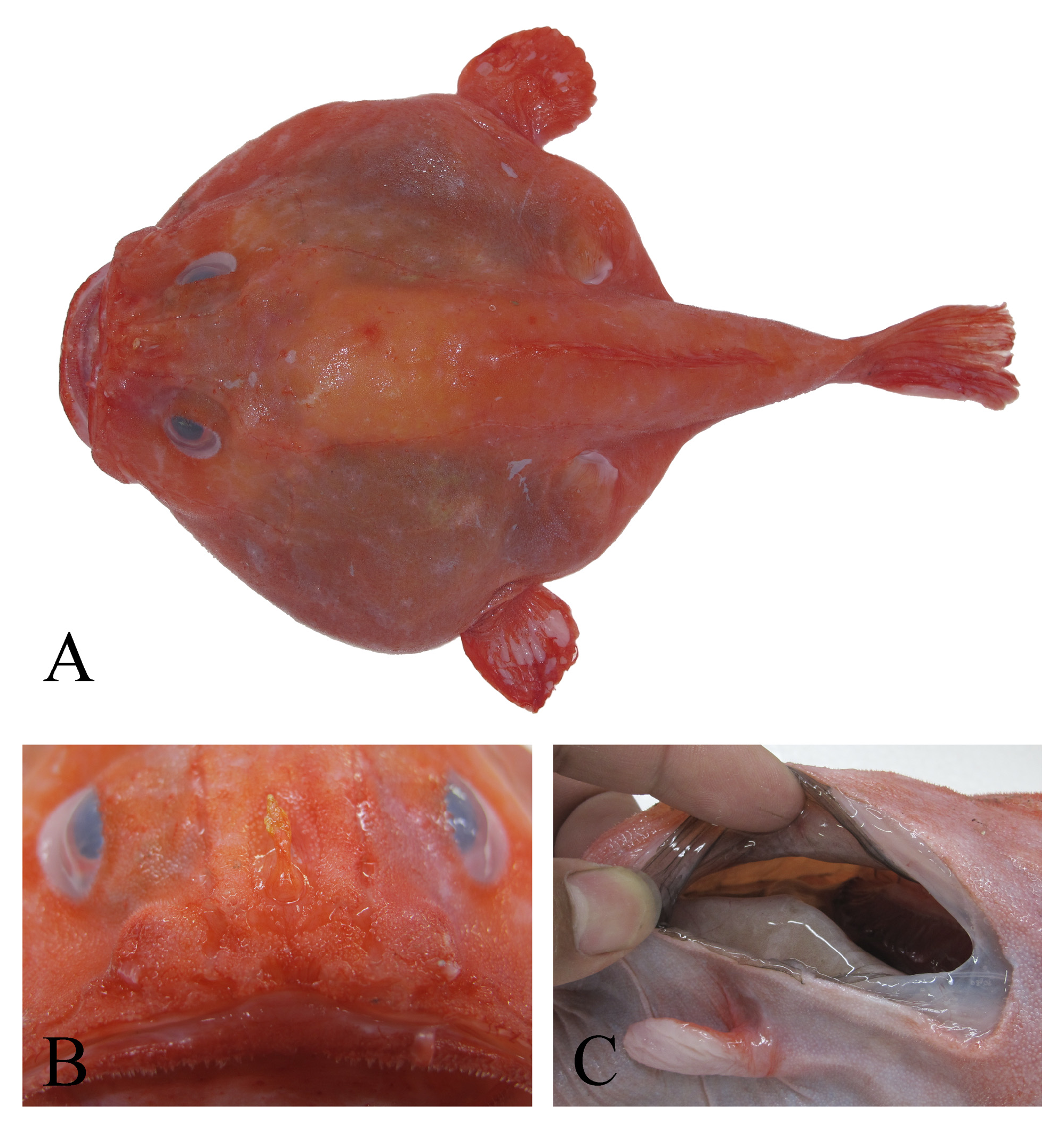 ภาพ ปลา erythraeus (Chaunax erythraeus)