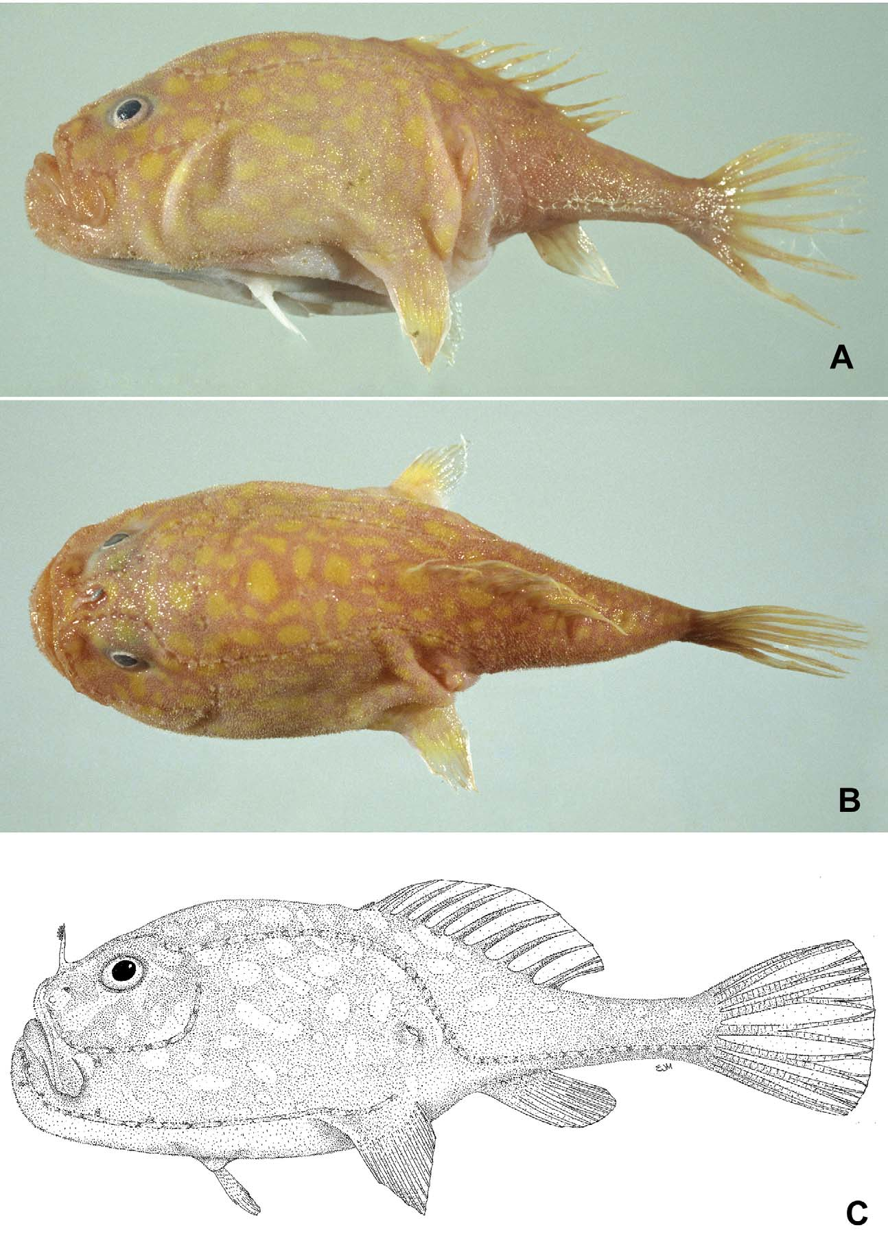 ภาพ ปลา flavomaculatus (Chaunax flavomaculatus)