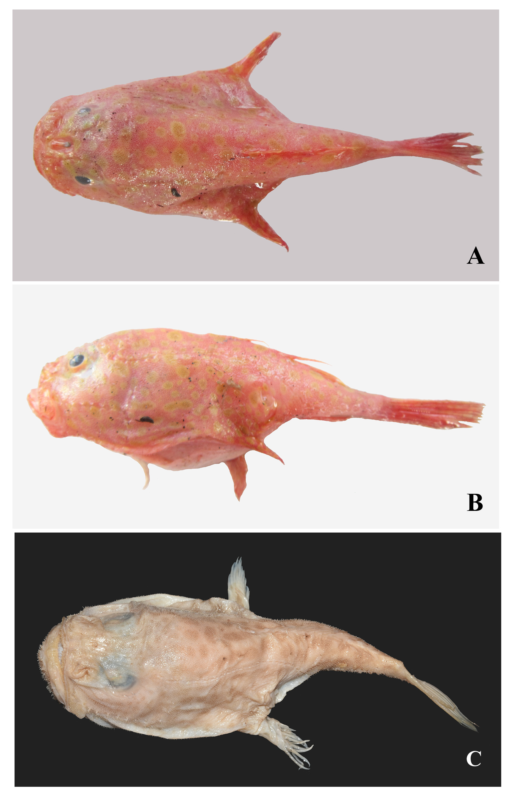 ภาพ ปลา multilepis (Chaunax multilepis)