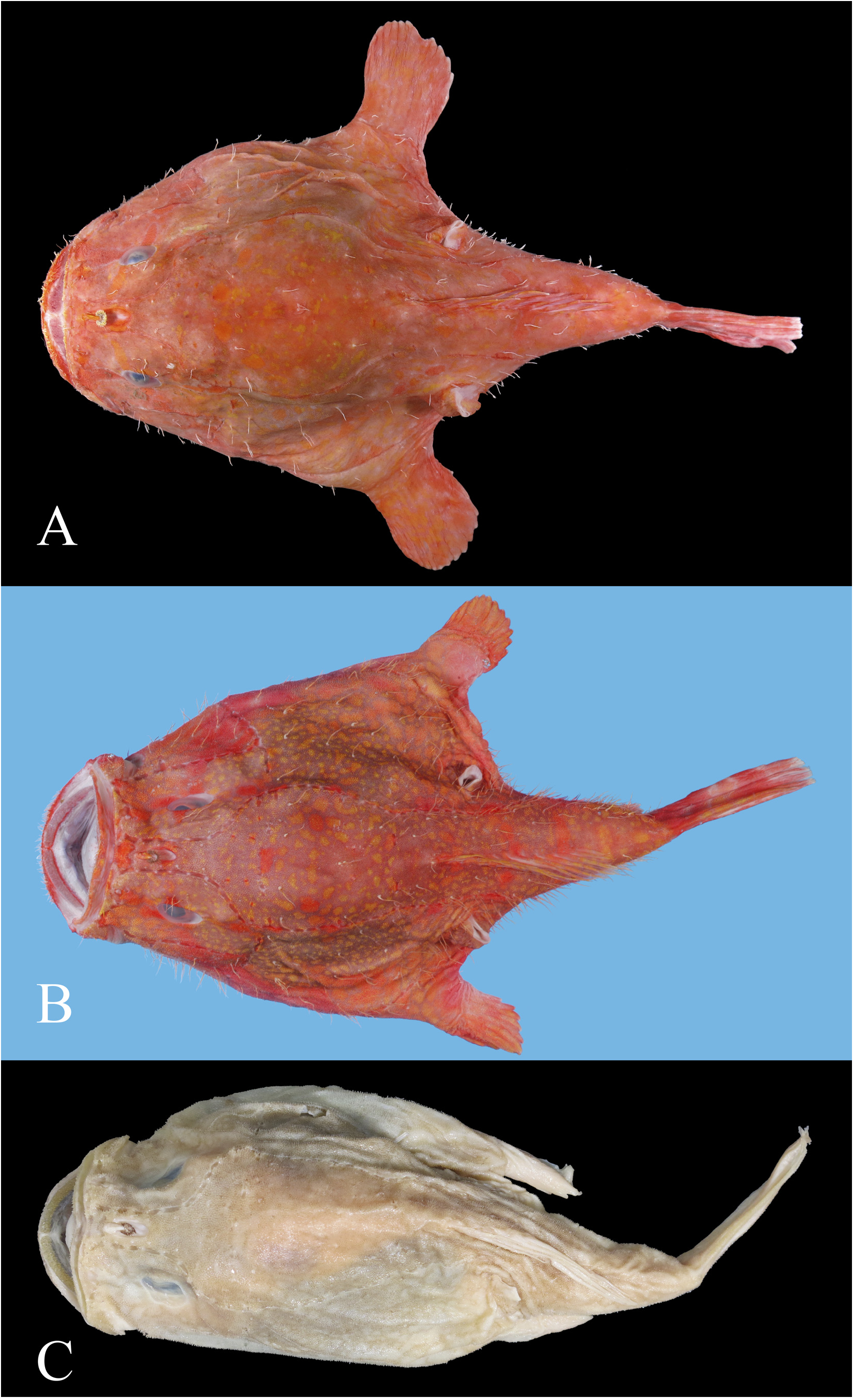 ภาพ ปลา obscurus (Chaunax obscurus)