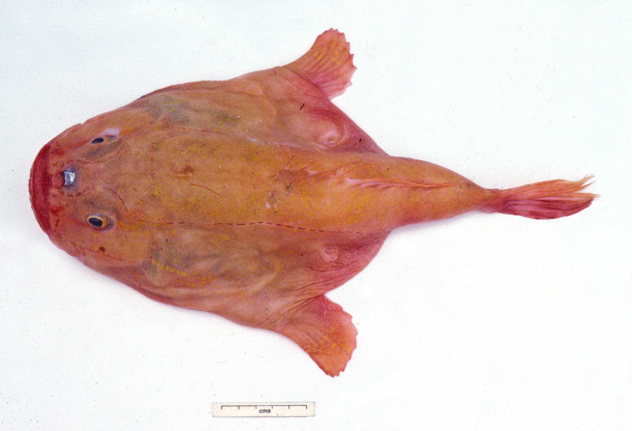 ภาพ ปลา penicillatus (Chaunax penicillatus)
