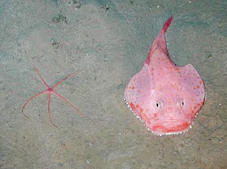 ภาพ ปลา pictus (Chaunax pictus)