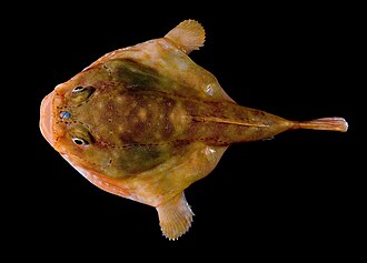 ภาพ ปลา stigmaeus (Chaunax stigmaeus)