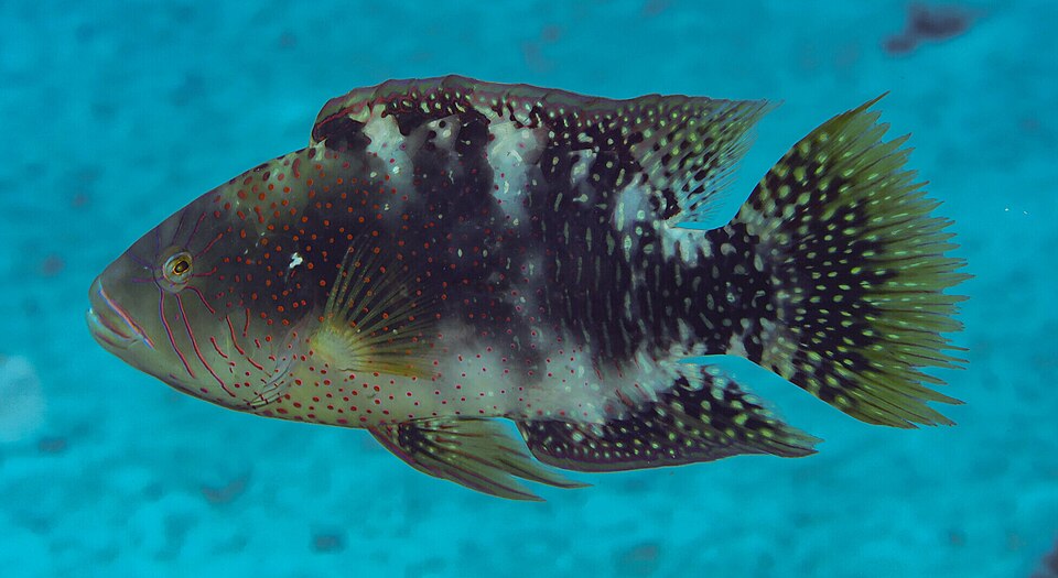 ภาพ ปลานกขุนทองหัวโหนก abudjubbe (Cheilinus abudjubbe)