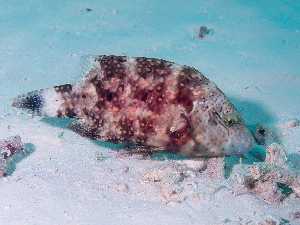 ภาพ ปลานกขุนทองหัวโหนก chlorourus (Cheilinus chlorourus)