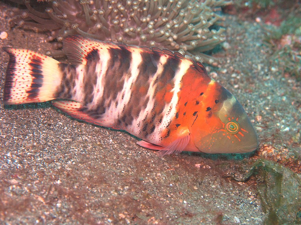 ภาพ ปลานกขุนทองลายพาด (Cheilinus fasciatus)