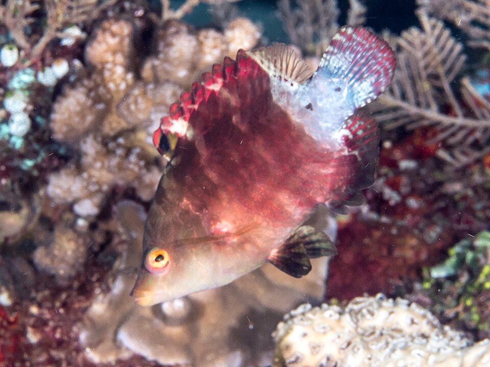 ภาพ ปลานกขุนทองหัวโหนก oxycephalus (Cheilinus oxycephalus)