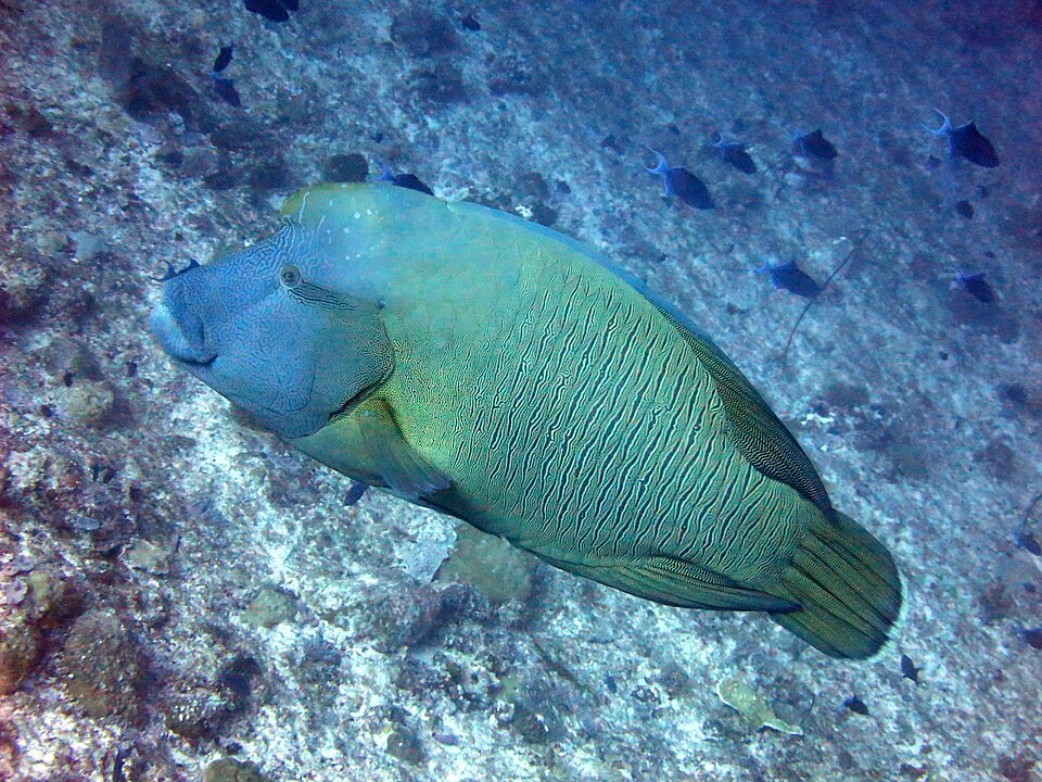 ภาพ ปลานกขุนทองหัวโหนก (ปลาหมอทะเลนโปเลียน) (Cheilinus undulatus)
