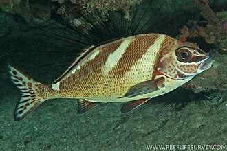 ภาพ ปลา ephippium (Cheilodactylus ephippium)