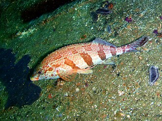 ภาพ ปลา fasciatus (Cheilodactylus fasciatus)