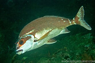ภาพ ปลา fuscus (Cheilodactylus fuscus)