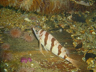 ภาพ ปลา pixi (Cheilodactylus pixi)