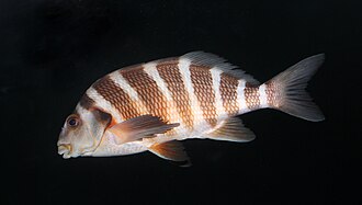 ภาพ ปลา spectabilis (Cheilodactylus spectabilis)